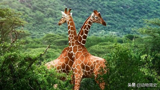 长颈鹿是世界上最高的动物的英文,长颈鹿是世界上最高的动物说说