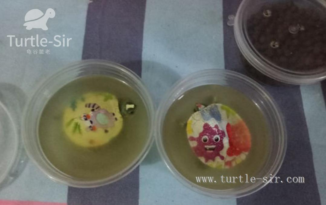 大龟买来该如何养,大龟买回来怎么养