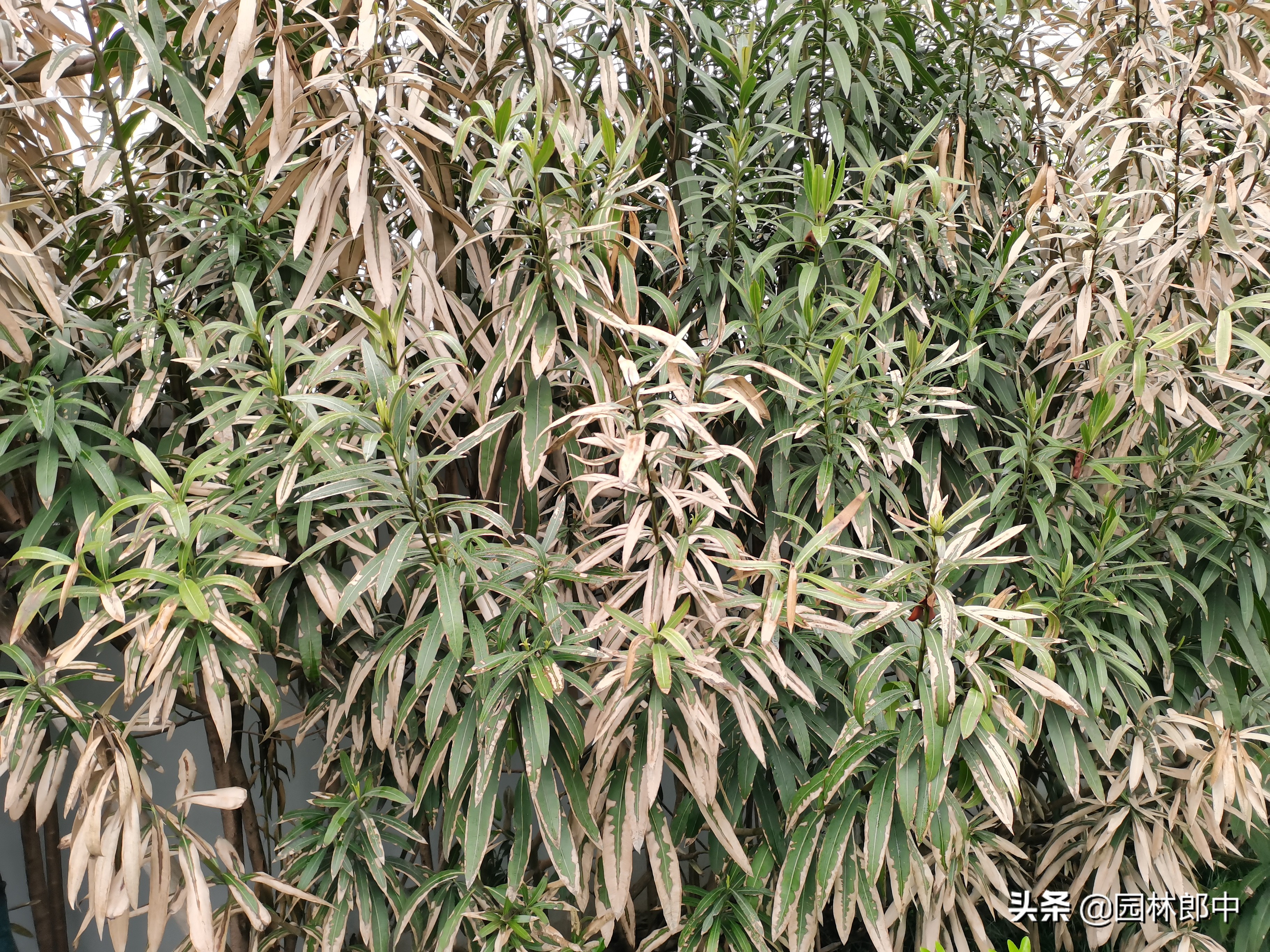 苗木受冻后注意事项,苗圃地苗木冻害防治措施