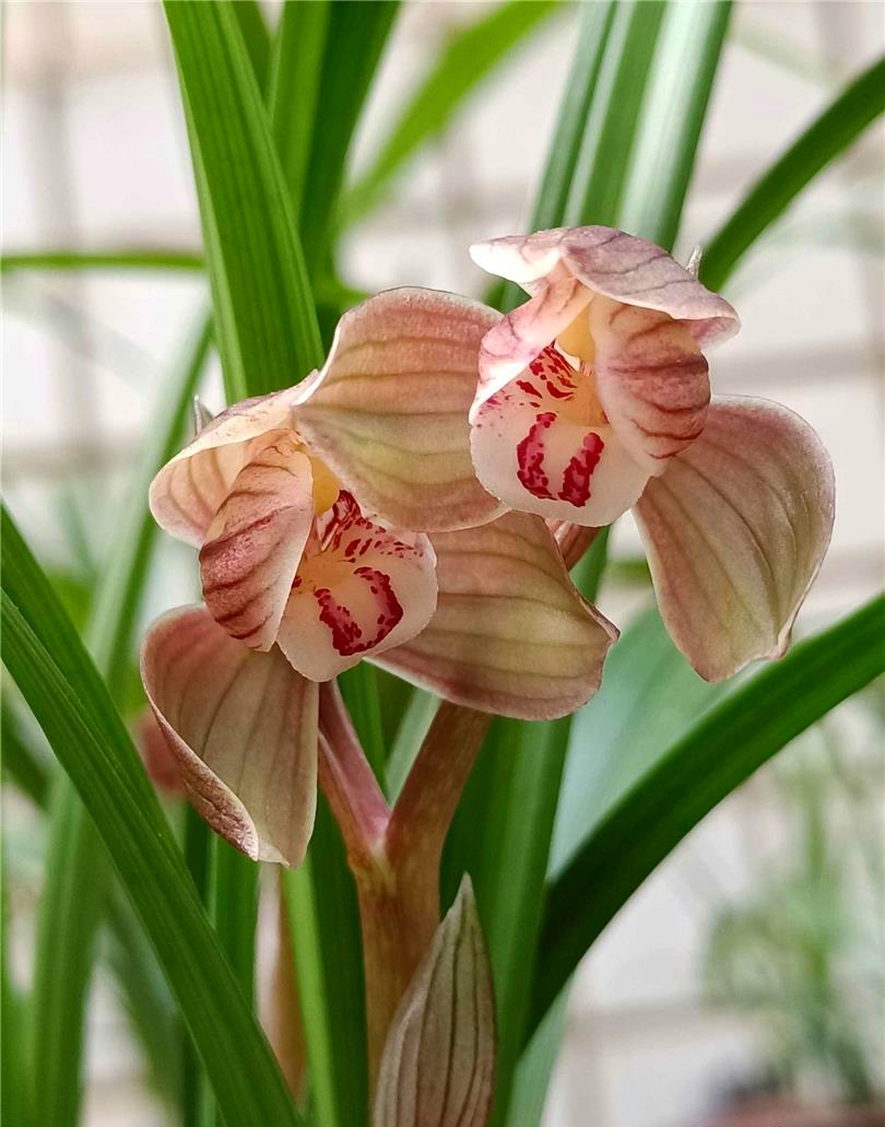 兰花如何实现产业化,近几年兰花产业的发展