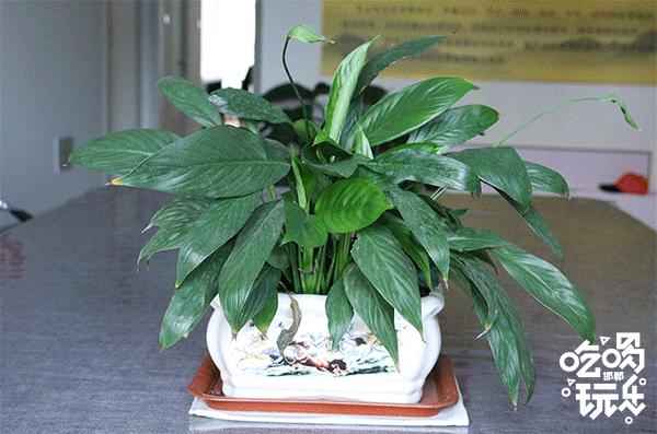 好裹凉皮怎么加盟,邯郸裹然好凉皮加盟店在哪里