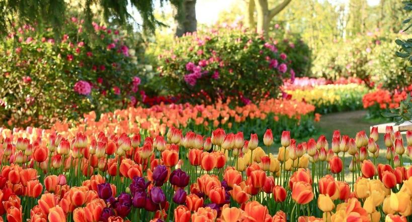昆明是亚洲最大的鲜花市场,鲜花论斤卖亚洲最大鲜花市场