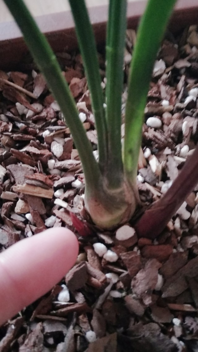 建兰市长红特点,建兰市长红兰花