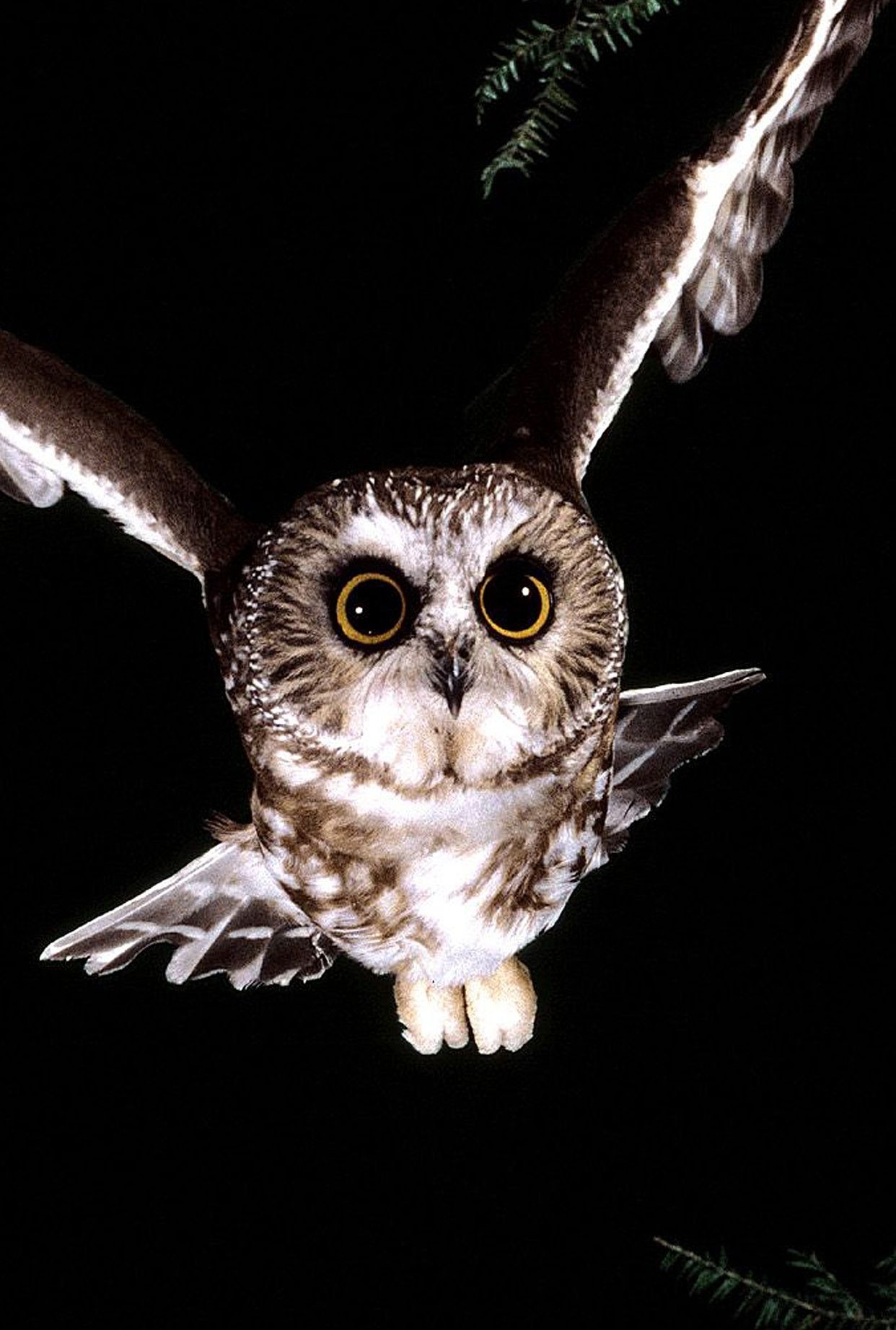 猫头鹰叫有科学依据吗,不怕猫头鹰叫就怕猫头鹰笑啥意思