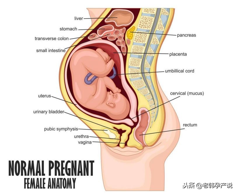 为什么孕妇有屁放不出来,为什么孕妇不便秘也有痔疮