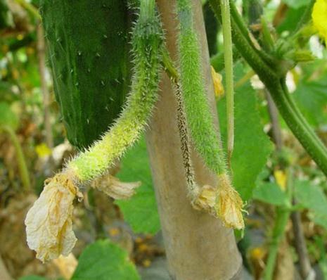 黄瓜化瓜原因及防治方法,黄瓜1米高不结瓜怎么补救