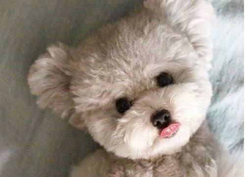 泰迪犬都有哪些优点和缺点,泰迪犬好不好养