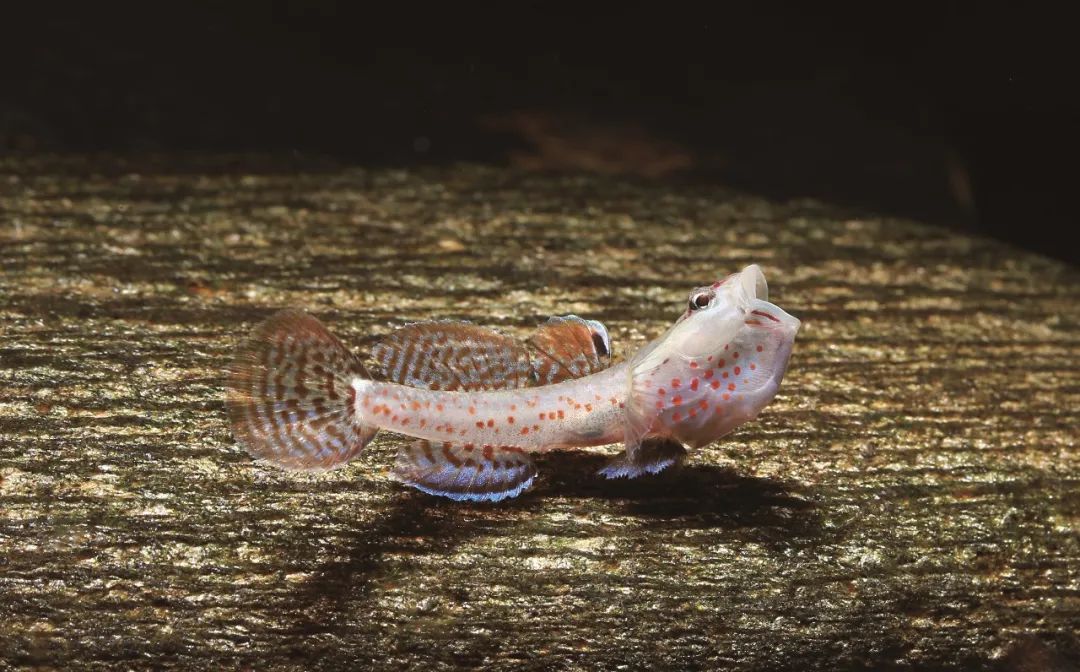 盘点那些大到离谱的淡水鱼,各种淡水鱼你认识吗