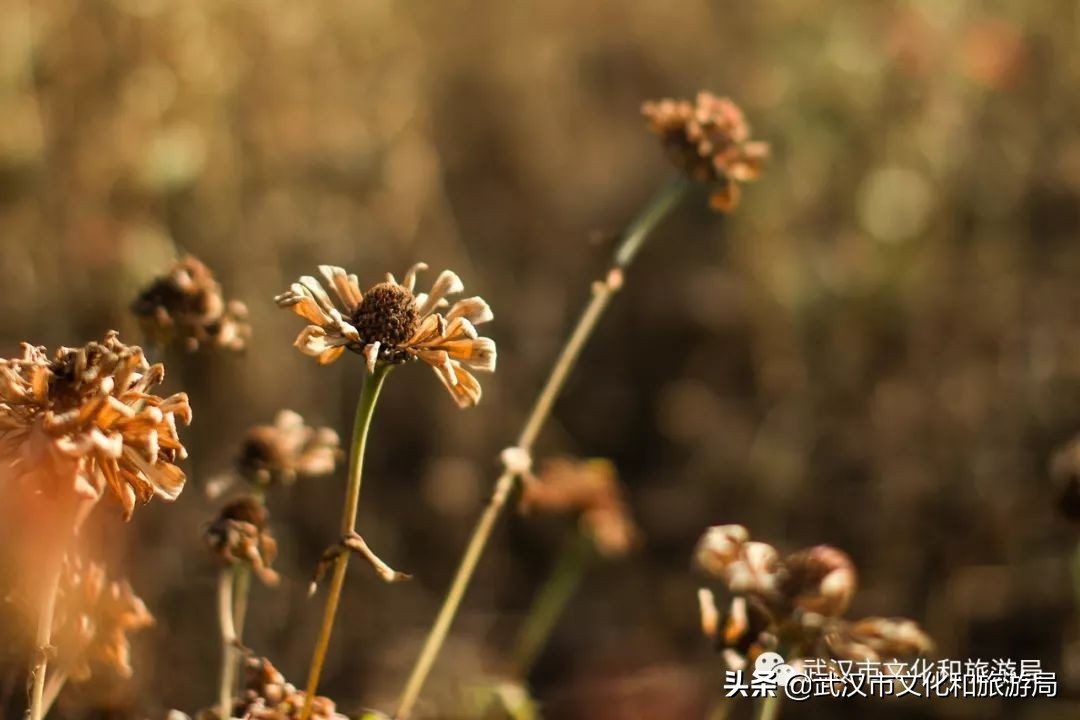 武汉江滩特大桥,武汉新建江滩