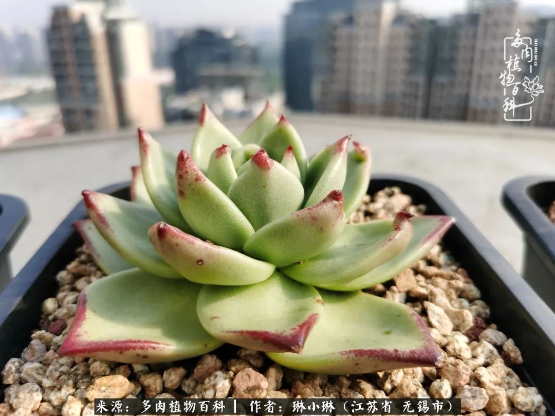 又到多肉变美时，一切都鼓励我积极向前