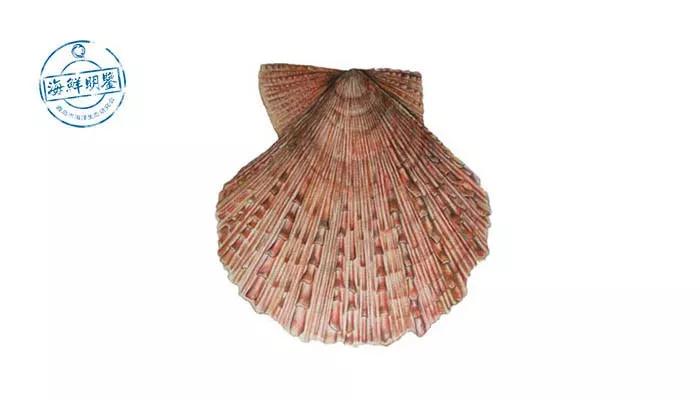 会跑路的扇贝你吃了吗,海鲜大咖活扇贝怎么处理干净