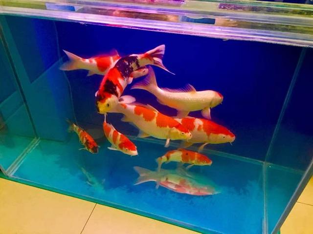 鱼会感冒吗,鱼会感冒咳嗽吗