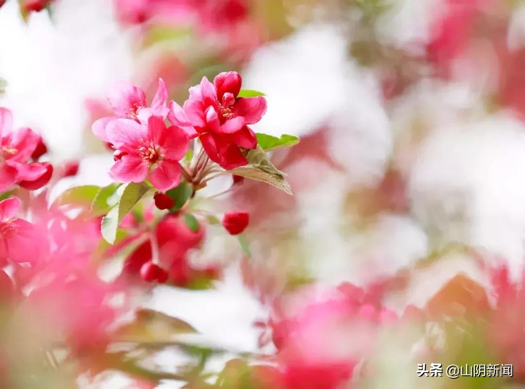 春天里最美的遇见歌曲,春天最美的文案就是油菜花