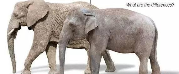 原来大象还有亚洲非洲之分，你是否知道这其中的区别