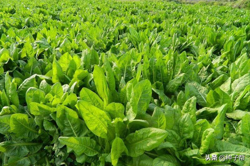 种菊苣牧草，养殖一头猪能赚多少？猪价连续下跌34%，该如何应对