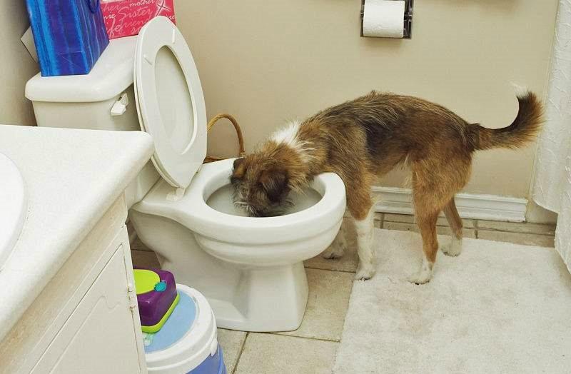 狗狗为什么总喜欢喝自来水,狗狗不怎么爱喝水是什么原因