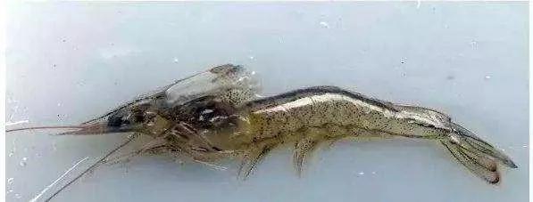 南美白对虾上料台寥寥无几,南美白对虾料吃不完怎么办