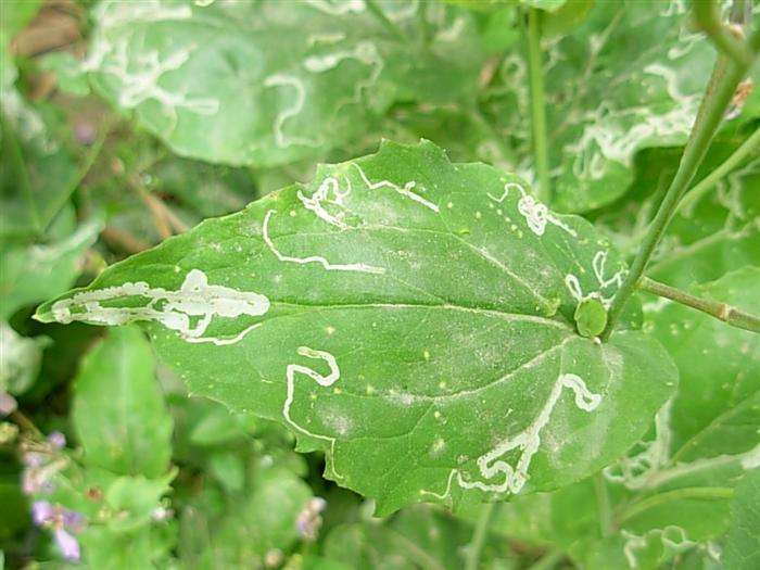 盘点养花中10大虫害,养花一定要认识的7种病虫害