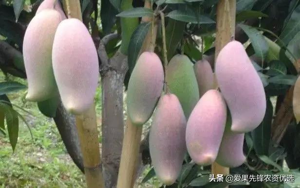有前景的芒果品种名字大全,长势比较好的芒果品种