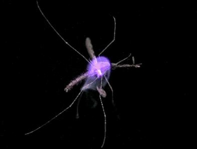 蚊香片能灭蚊子的原理,电蚊香片怎么杀蚊子