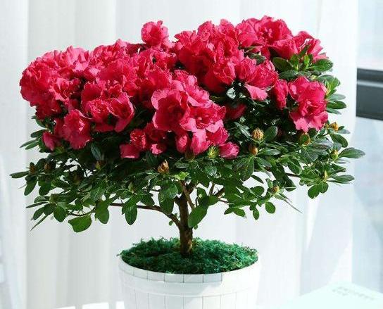 养杜鹃花自己怎么样育苗,养杜鹃花小窍门视频讲解