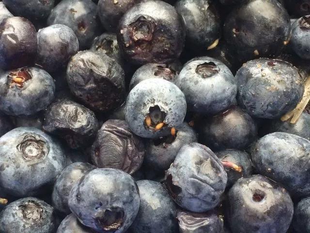 蓝莓树日常养护用什么药预防虫害,蓝莓蓟马虫害叶片症状