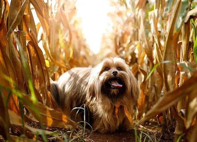 全球公认最古老的狗品种,世界十大最稀有的狗品种