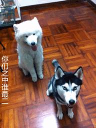 哈士奇和萨摩耶在一起的生活日常,哈士奇和萨摩耶融合起来的样子