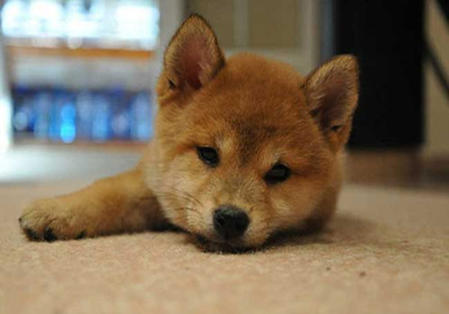 养狗知识：狗身上生了寄生虫怎么办？处理寄生虫的措施及注意事项