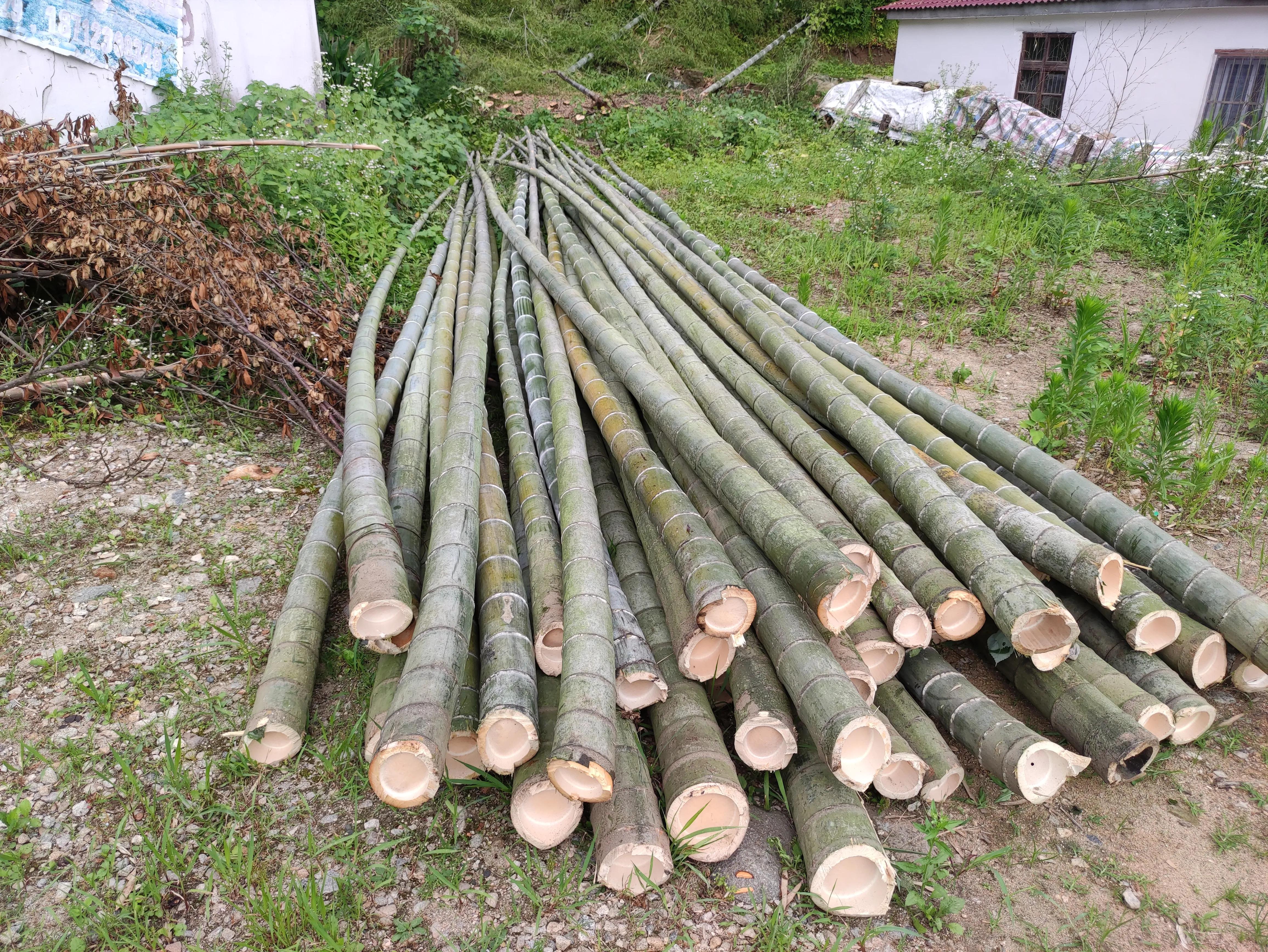 500多根毛竹只卖了1500块钱，看完你就知道农村最缺什么了