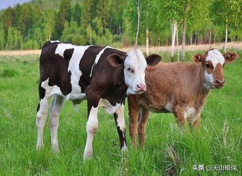 春季牛病,常见牛病防治方法大全图解