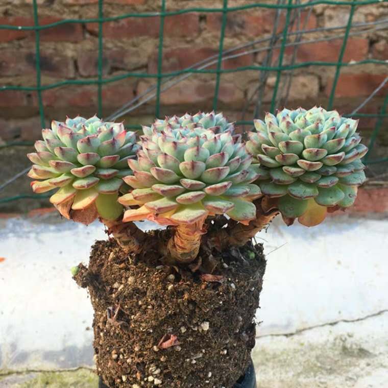 多肉长出小朵怎么办,多肉白胡须怎么养