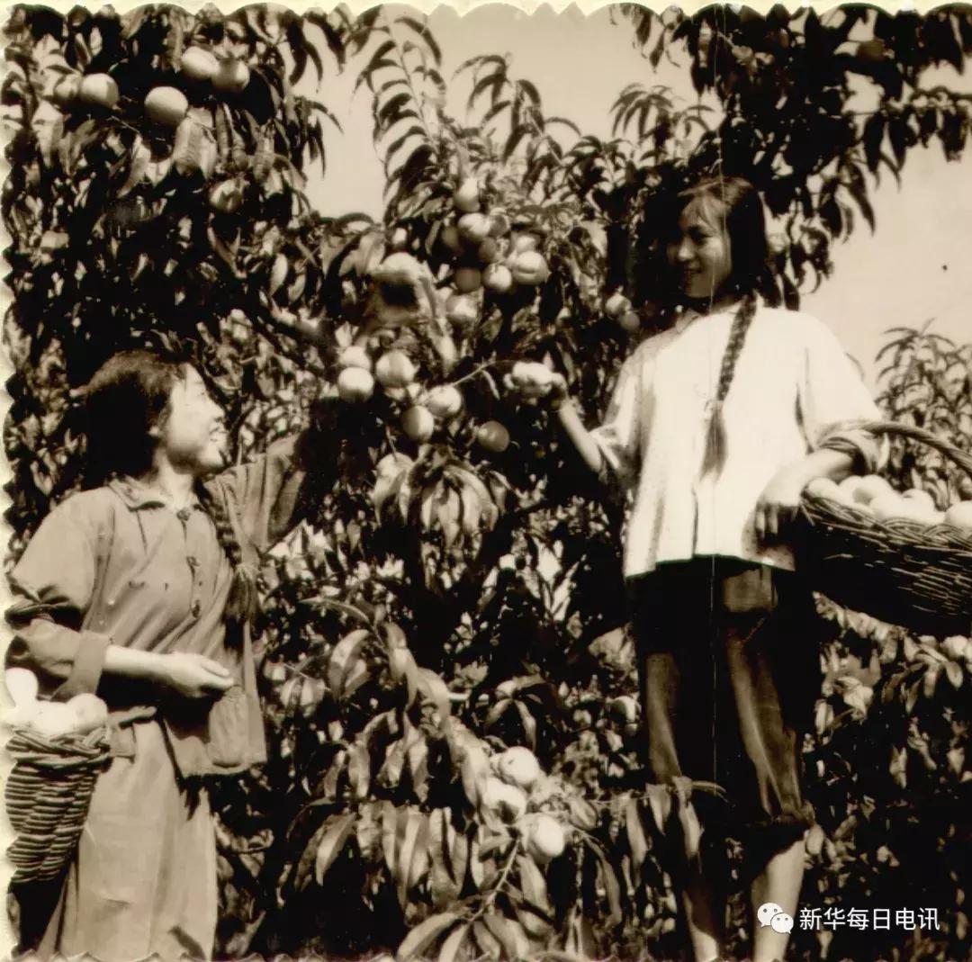 “世界最大桃园”蕴藏的乡村振兴“密码”