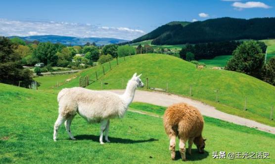 新西兰那么落后为什么是发达国家,新西兰历史上最强的国家