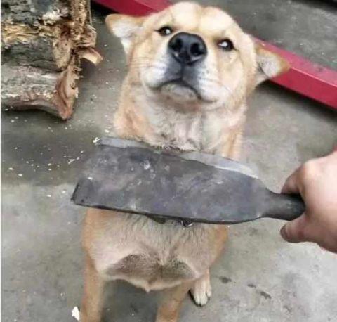 狗狗犯错了怎么正确的教训,狗狗犯错后如何正确告诉它犯错了