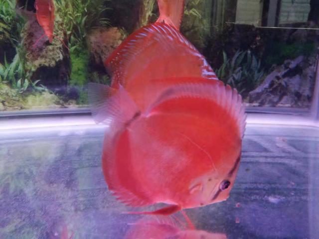 一米二上滤鱼缸怎么养,下滤鱼缸怎么清理