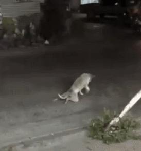 好好的猫咪突然瘸了是怎么回事,好好的猫突然掉了