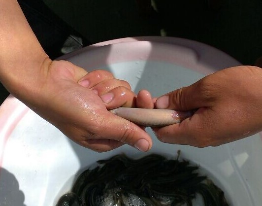 泥鳅繁殖是几月,泥鳅繁殖的视频