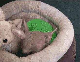 为什么不建议养吉娃娃,吉娃娃犬与吉娃娃哪个好养