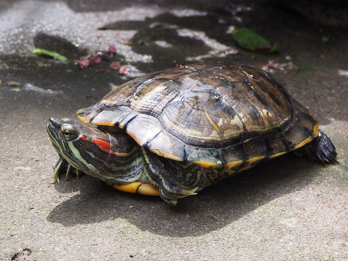 巴西龟得白眼了怎么办,巴西龟得了白眼怎么办不用药