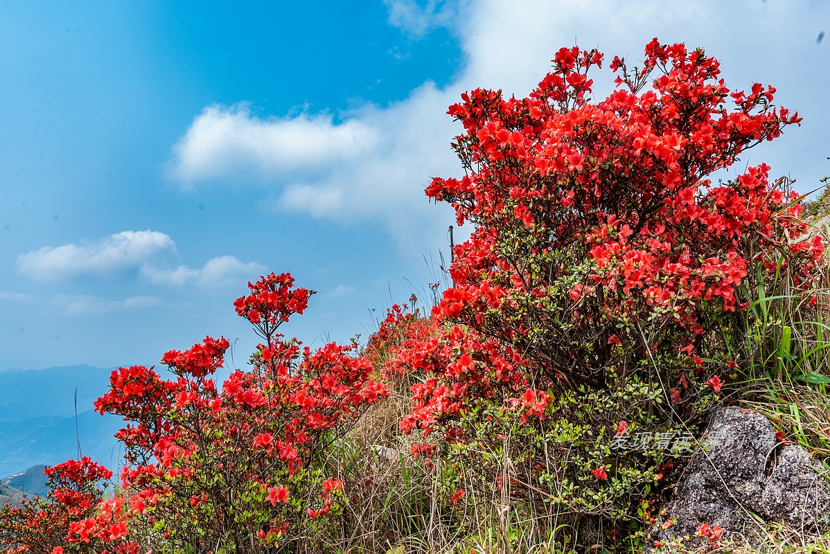 走最远的路,航拍广东最壮美的野生杜鹃花海