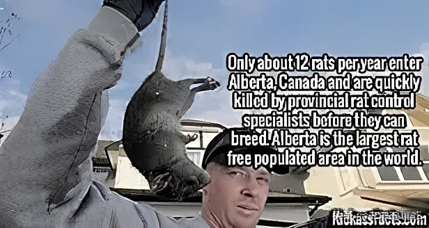 加拿大哪个城市老鼠最多,加拿大没有老鼠的地方