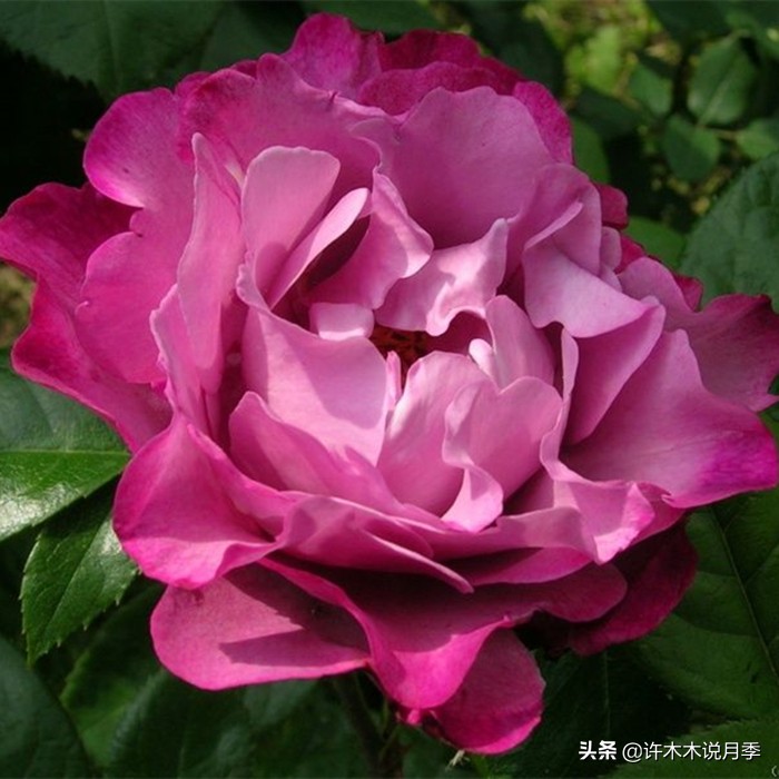 月季常见4种病,月季黑杆病怎么处理