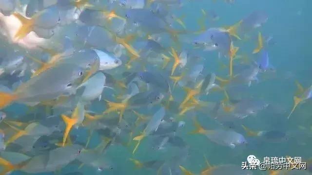 帕劳是哪个国家,帕劳群岛是哪个国家