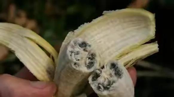 80后90后农村儿时零食野果,在海南儿时吃的野果还记得几种