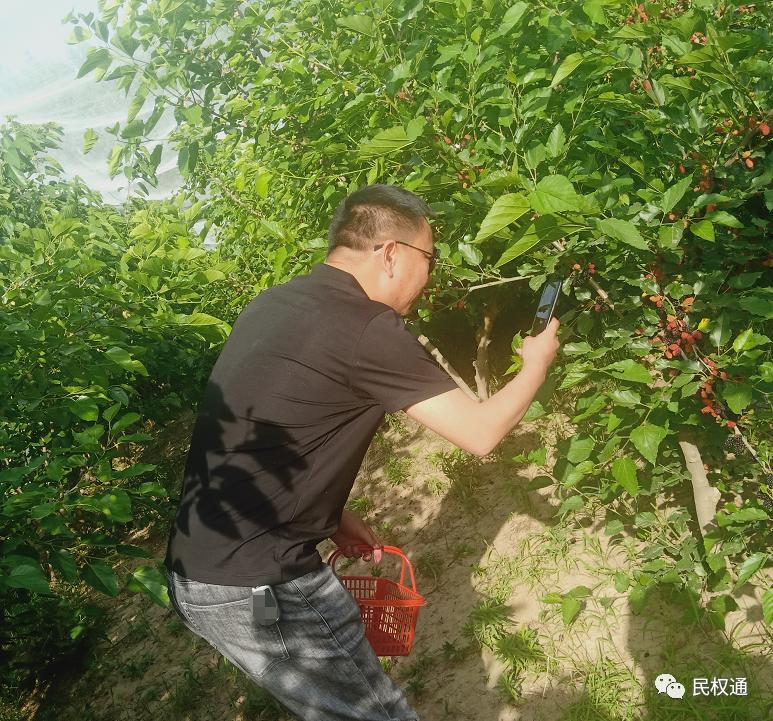 这种白果，民权90/%以上的朋友没吃过，不信？打赌