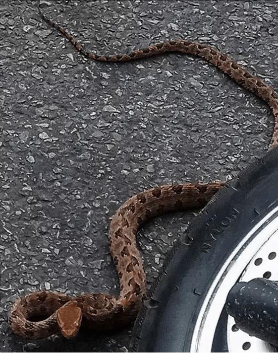 烙铁头蛇重庆,重庆的剧毒蛇