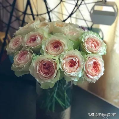 最好的进口玫瑰,进口玫瑰品种