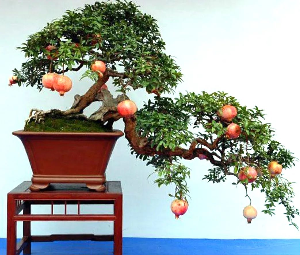 小技巧扛把子教你如何种植石榴,栽石榴方法和技巧