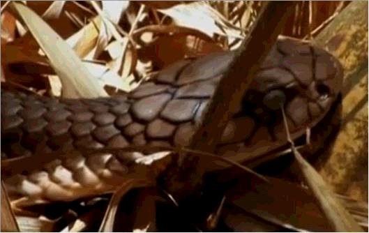 毒蛇排名前十的蛇短尾蛇,世界上的毒蛇王